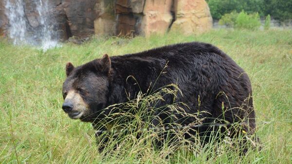 Japonya’da ABD askerlerinin tatbikatına ayı müdahalesi